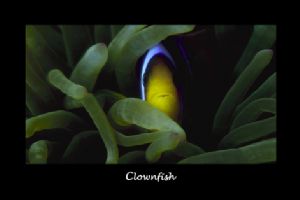 Clownfish / Hurghada - Redsea with 105 macro. and flash. by Joern Martin Raun 